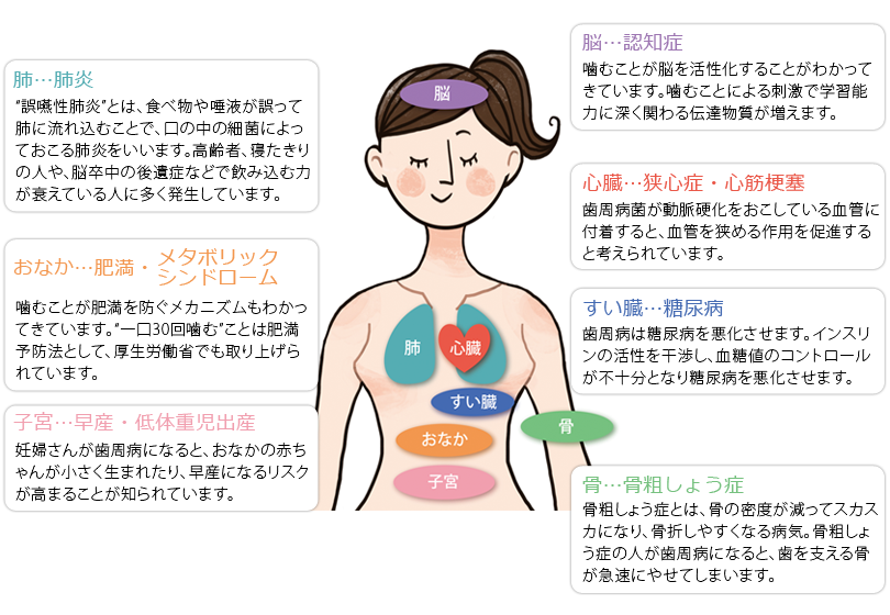 歯周病は全身に影響を及ぼします